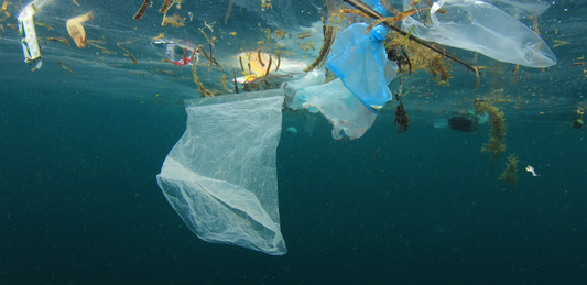Wereld Oceanen Dag: de uitdagingen en wonderen van onze oceanen