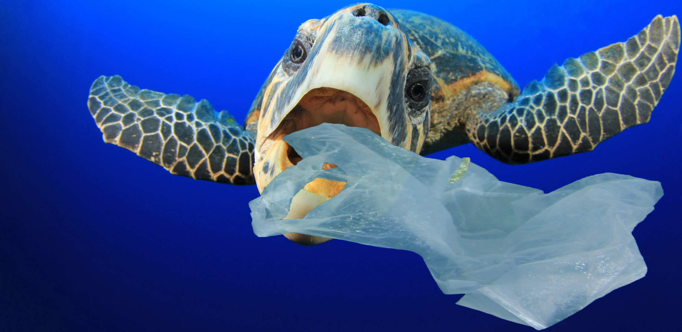 Disposables bamboe vs. plastic