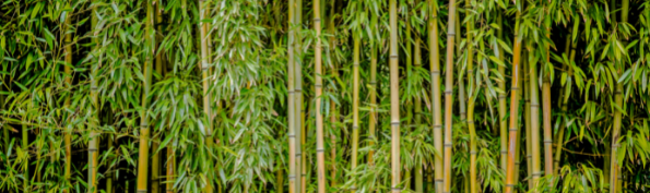 Alles wat je moet weten over bamboe en bamboe disposables