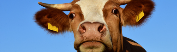 Doe ook mee met de week zonder vlees