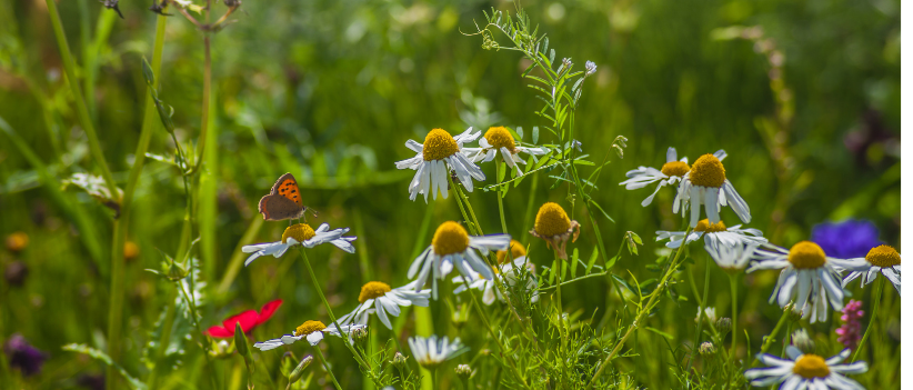 Wat is biodiversiteit en waarom is het belangrijk?